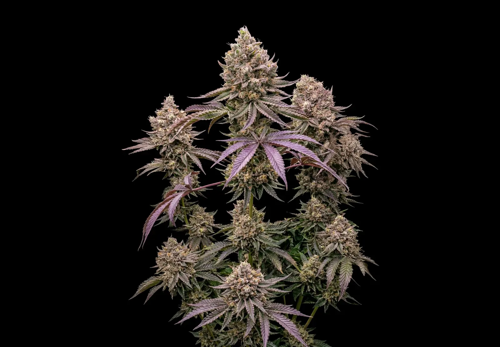Jack Herer Auto – Shottas Seeds Jack Herer Auto – Shottas Seeds
