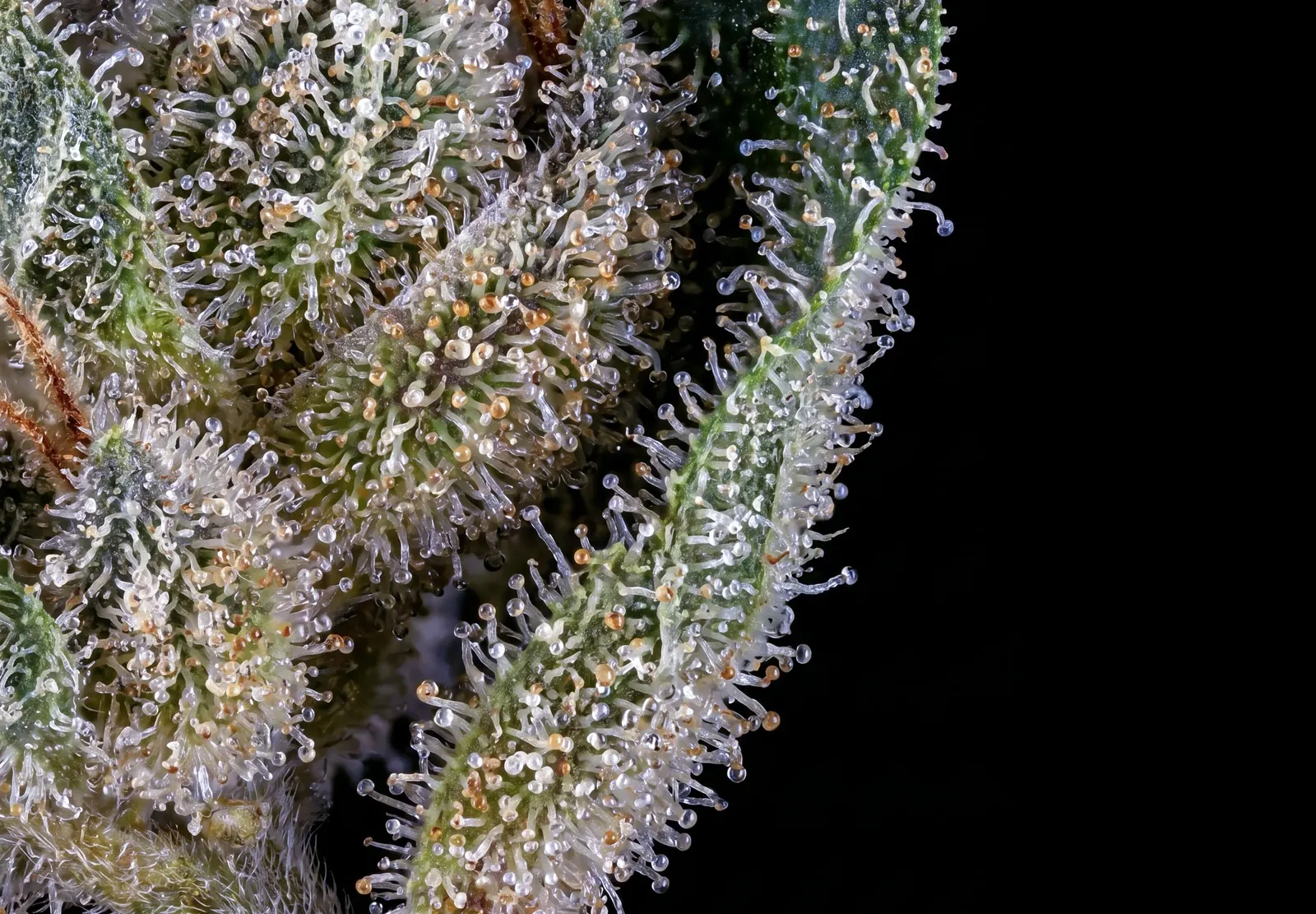 Jack Herer Auto – Shottas Seeds Jack Herer Auto – Shottas Seeds