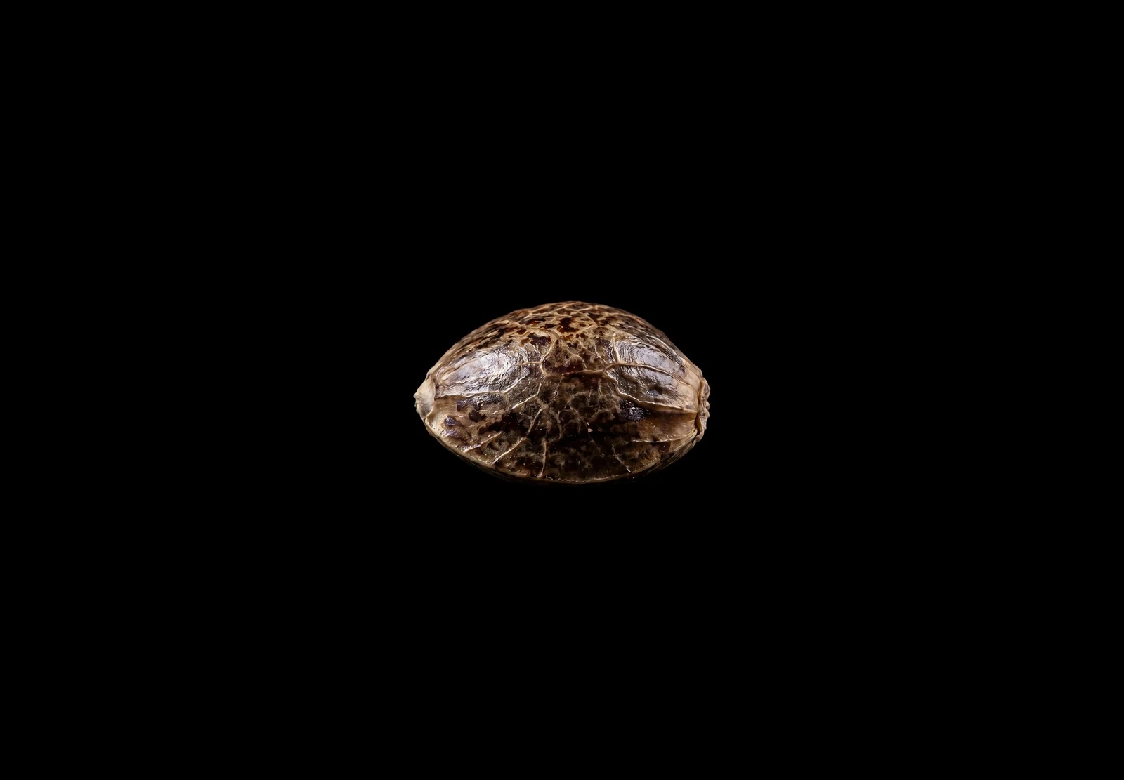 Jack Herer Auto – Shottas Seeds Jack Herer Auto – Shottas Seeds