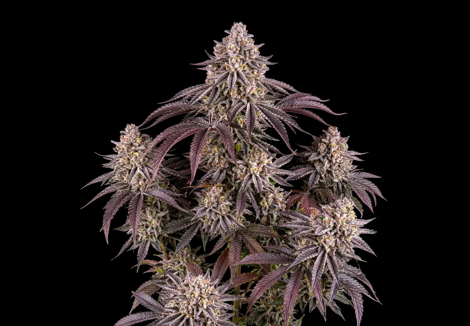 Jack Herer – Shottas Seeds Jack Herer – Shottas Seeds
