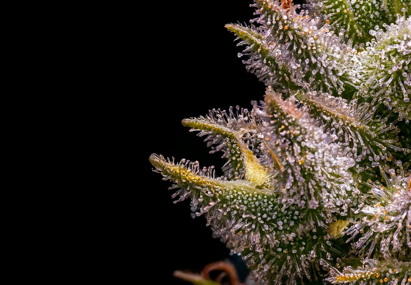 Jack Herer – Shottas Seeds Jack Herer – Shottas Seeds