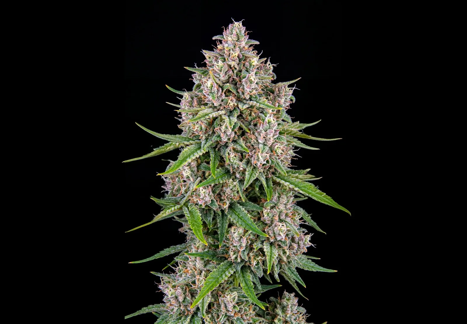 Purple Haze Auto – Shottas Seeds Purple Haze Auto – Shottas Seeds