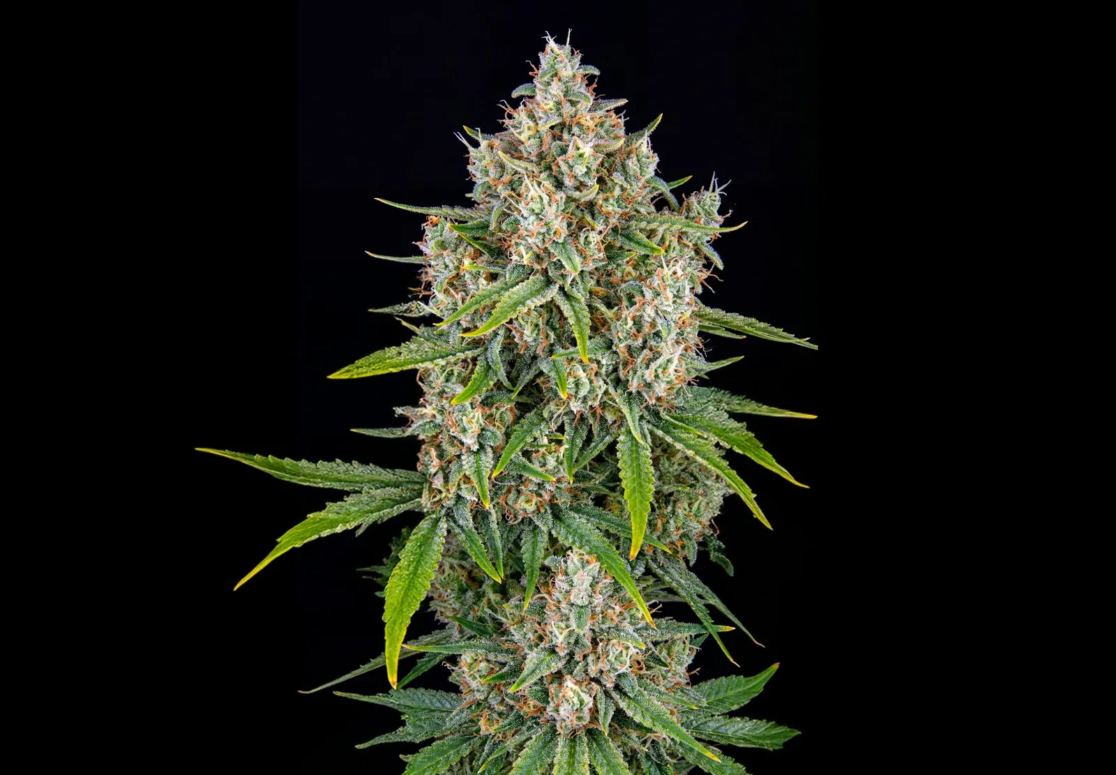 Purple Haze Auto – Shottas Seeds Purple Haze Auto – Shottas Seeds