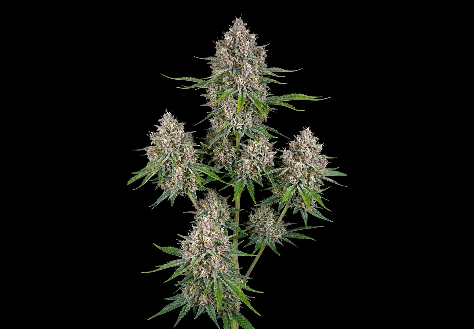 Purple Haze Auto – Shottas Seeds Purple Haze Auto – Shottas Seeds
