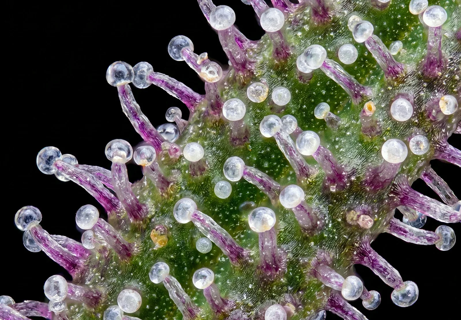 Purple Haze Auto – Shottas Seeds Purple Haze Auto – Shottas Seeds
