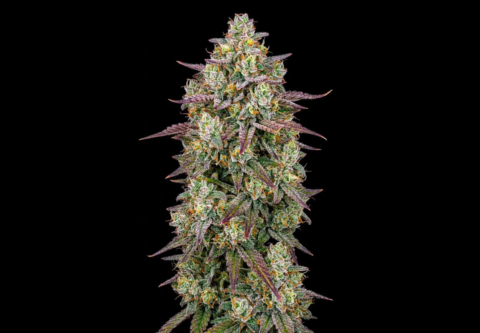 Purple Haze – Shottas Seeds Purple Haze – Shottas Seeds