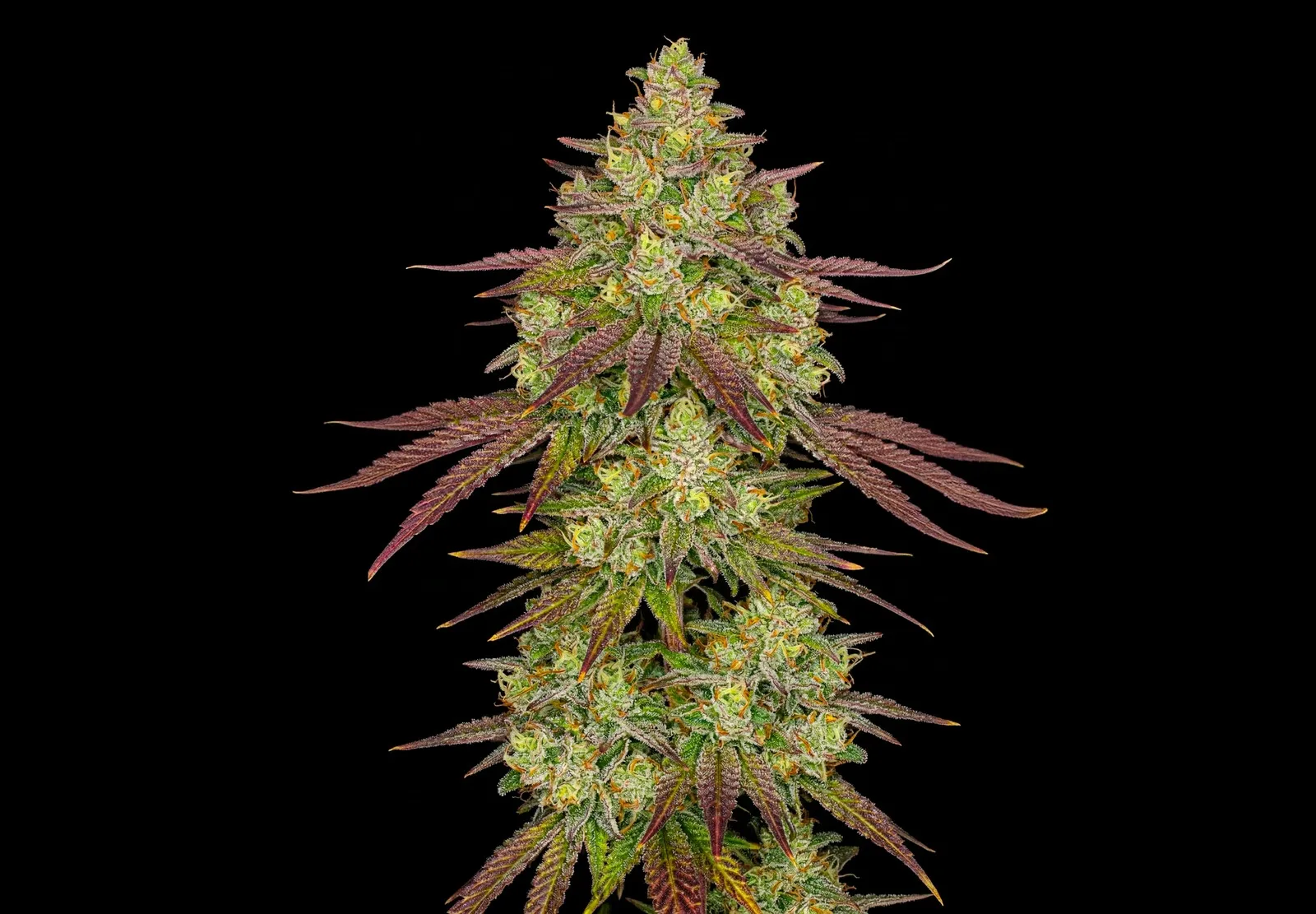 Purple Haze – Shottas Seeds Purple Haze – Shottas Seeds