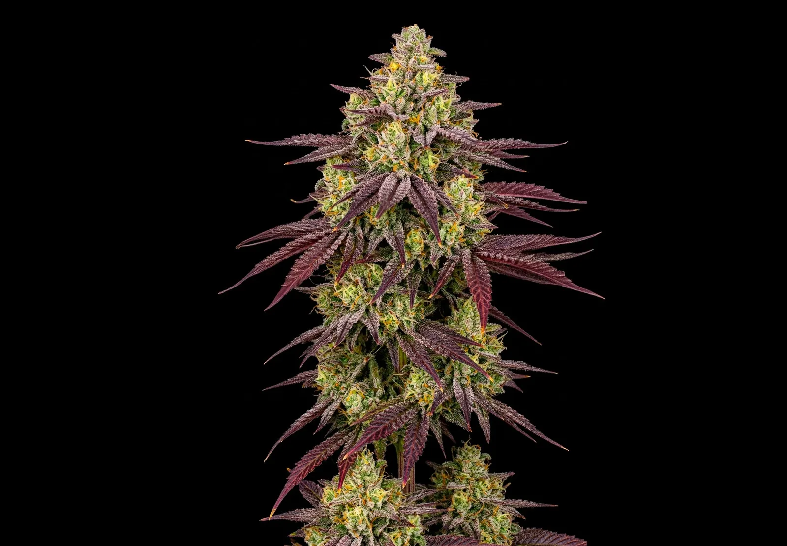Purple Haze – Shottas Seeds Purple Haze – Shottas Seeds