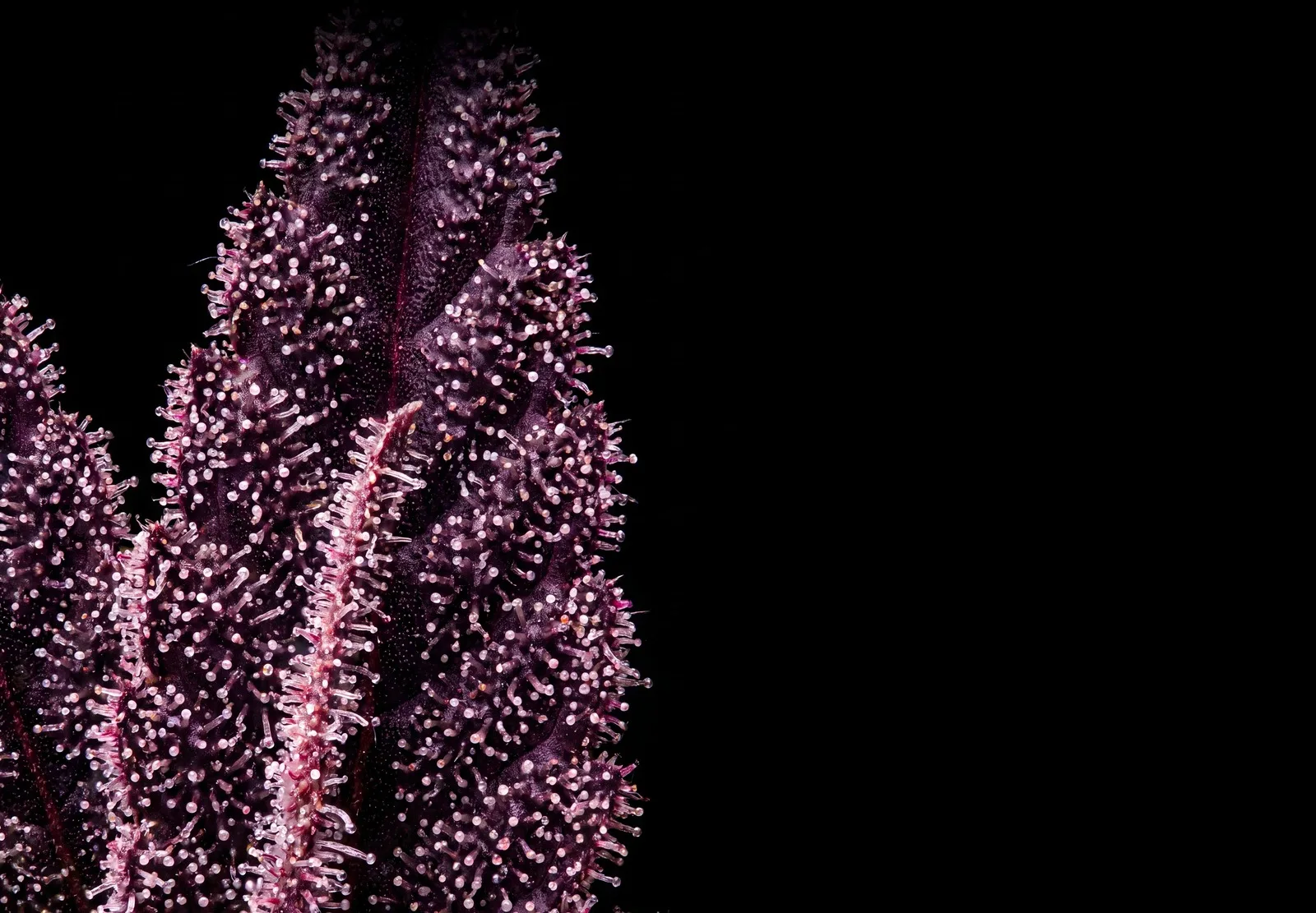 Purple Haze – Shottas Seeds Purple Haze – Shottas Seeds