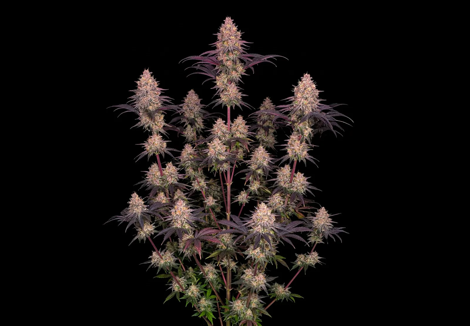 Runtz Auto – Shottas Seeds Runtz Auto – Shottas Seeds
