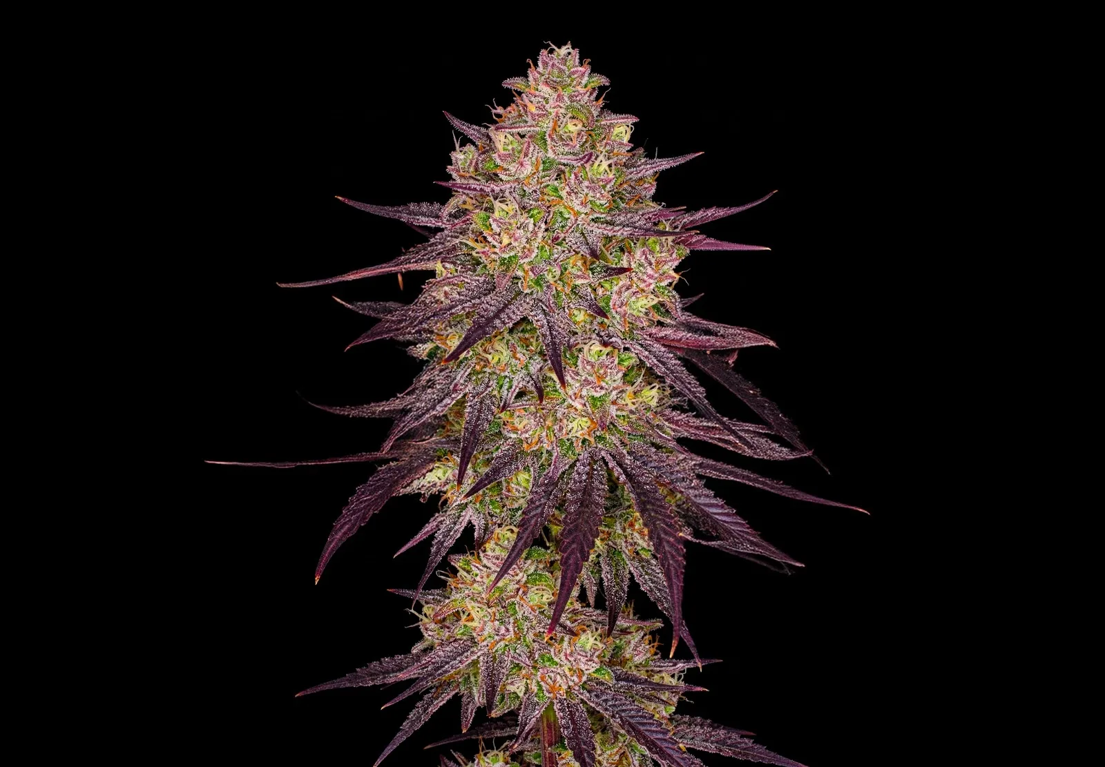 Runtz Auto – Shottas Seeds Runtz Auto – Shottas Seeds