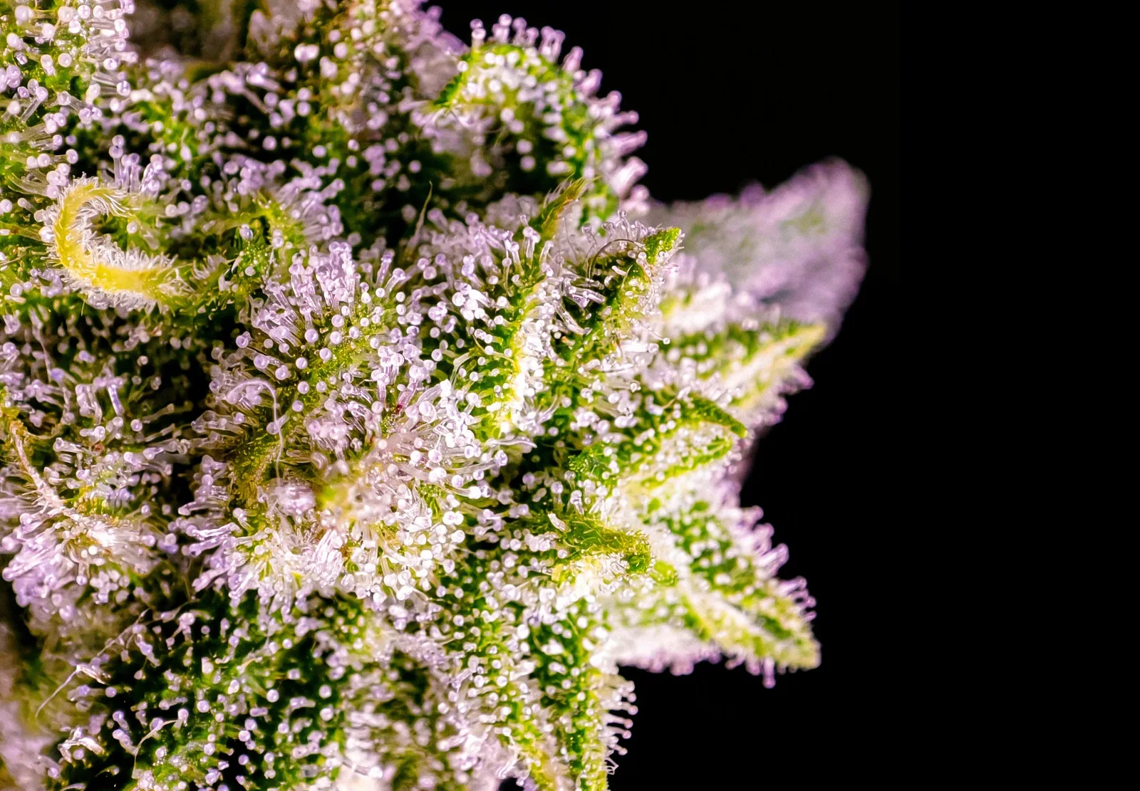 Runtz Auto – Shottas Seeds Runtz Auto – Shottas Seeds