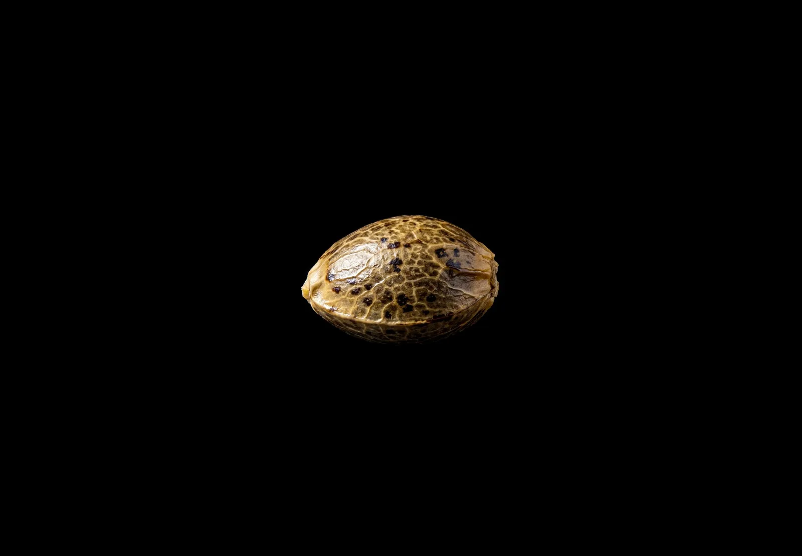 Runtz Auto – Shottas Seeds Runtz Auto – Shottas Seeds
