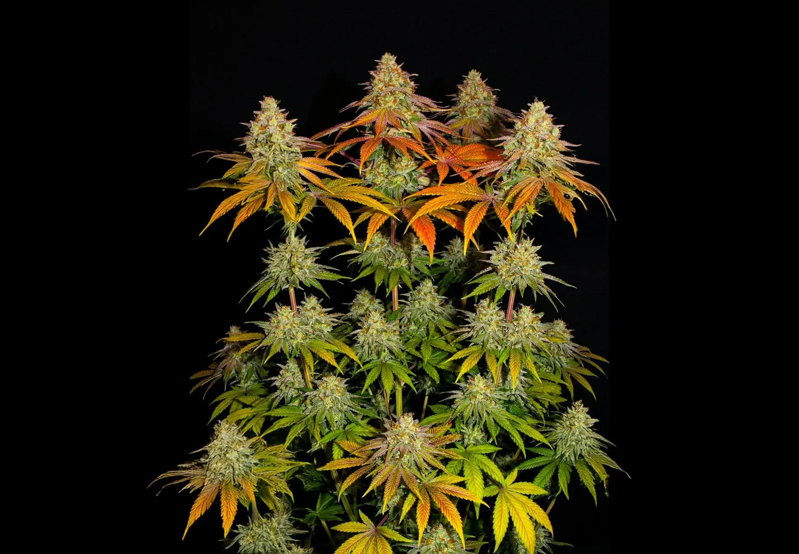 Runtz – Shottas Seeds Runtz – Shottas Seeds