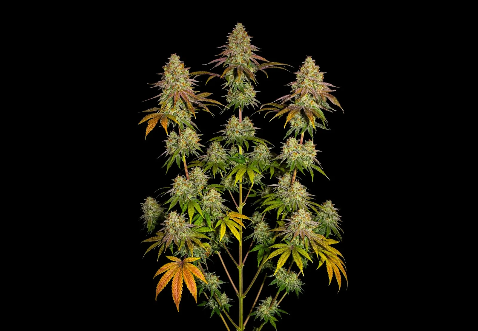 Runtz – Shottas Seeds Runtz – Shottas Seeds