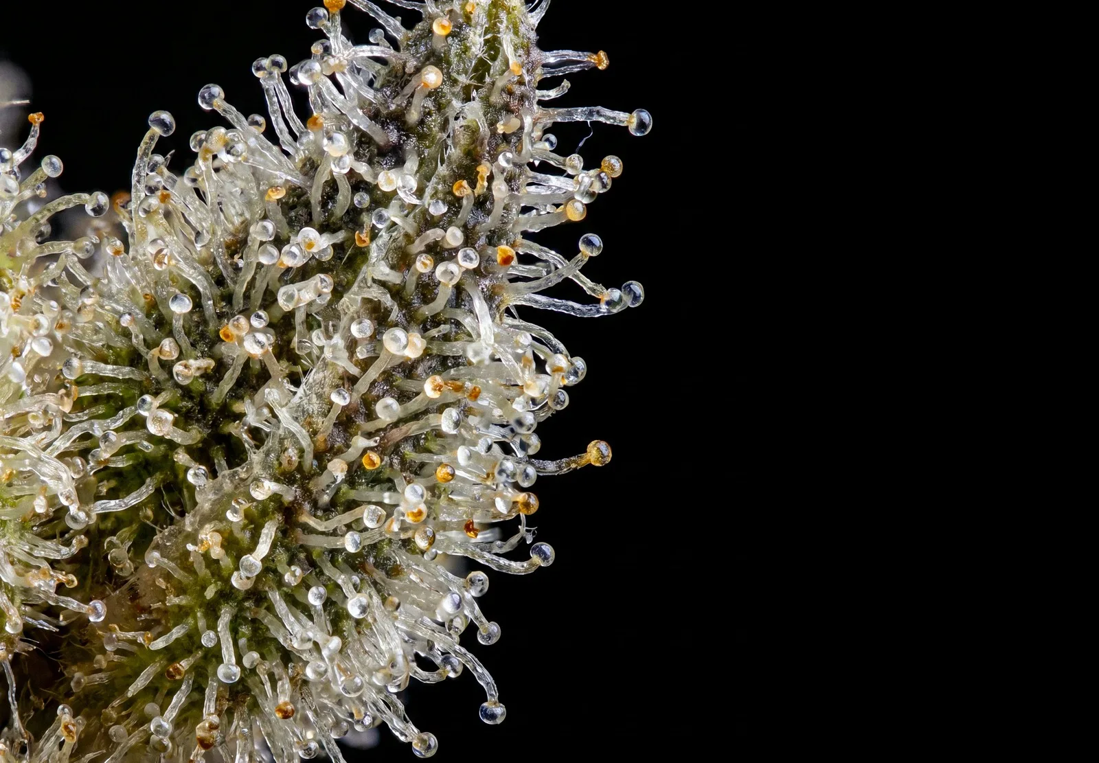 Runtz – Shottas Seeds Runtz – Shottas Seeds
