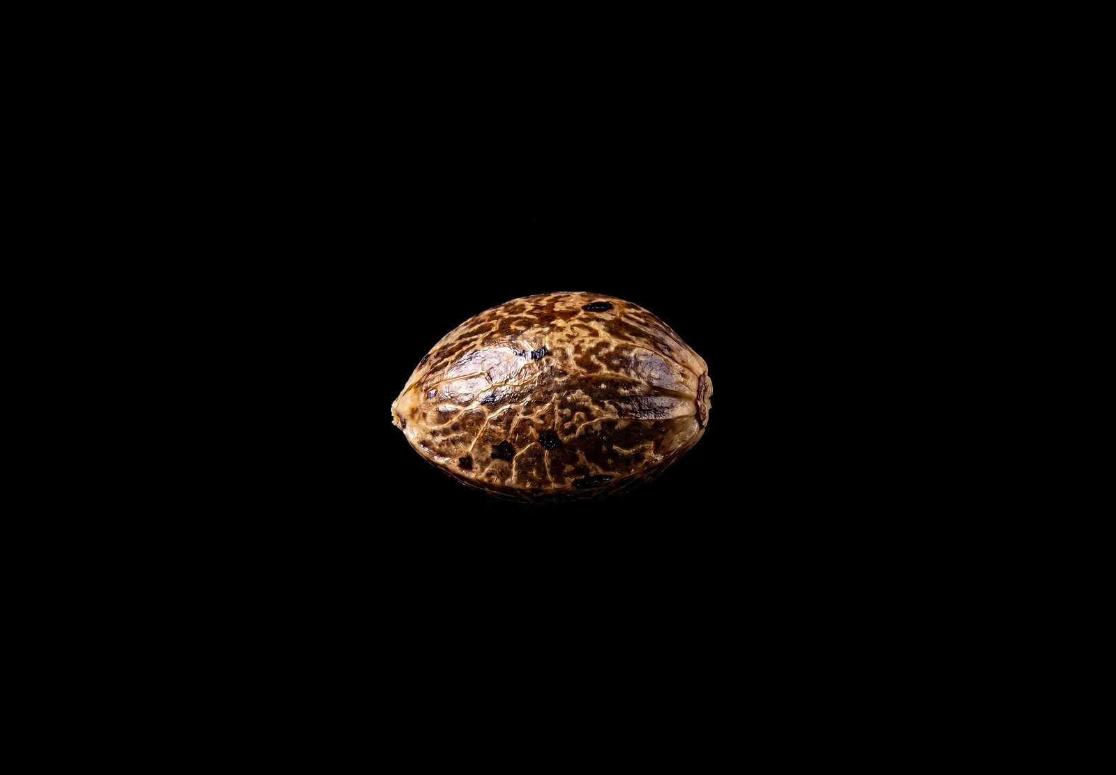 The Original Z Auto – Shottas Seeds The Original Z Auto – Shottas Seeds