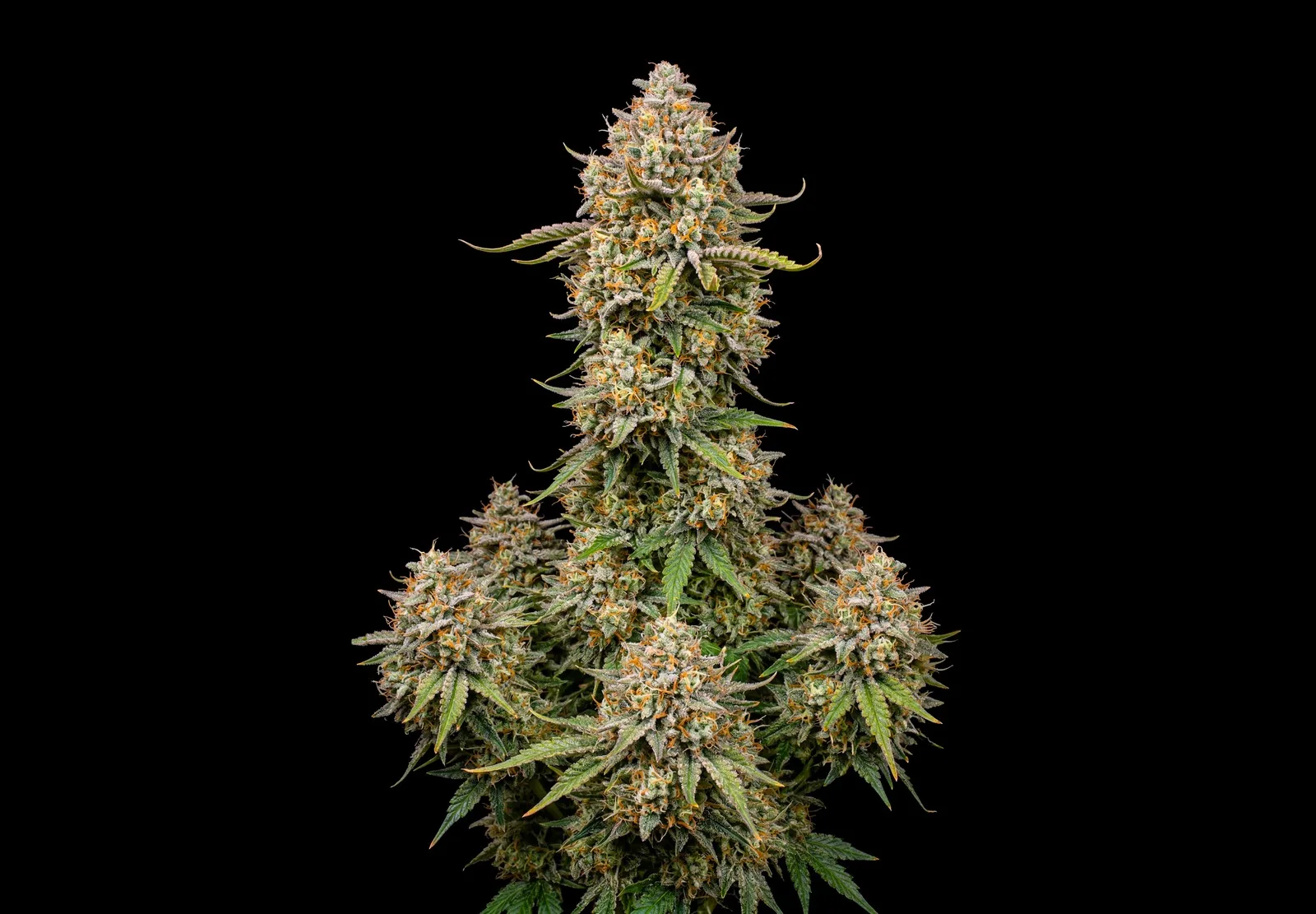 The Original Z – Shottas Seeds The Original Z – Shottas Seeds
