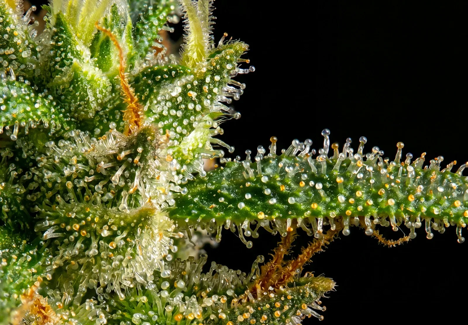 The Original Z – Shottas Seeds The Original Z – Shottas Seeds