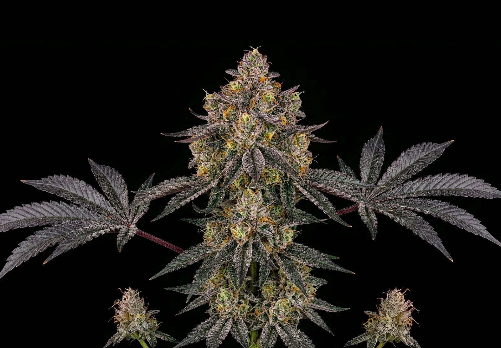 Wedding Cake Auto – Shottas Seeds Wedding Cake Auto – Shottas Seeds