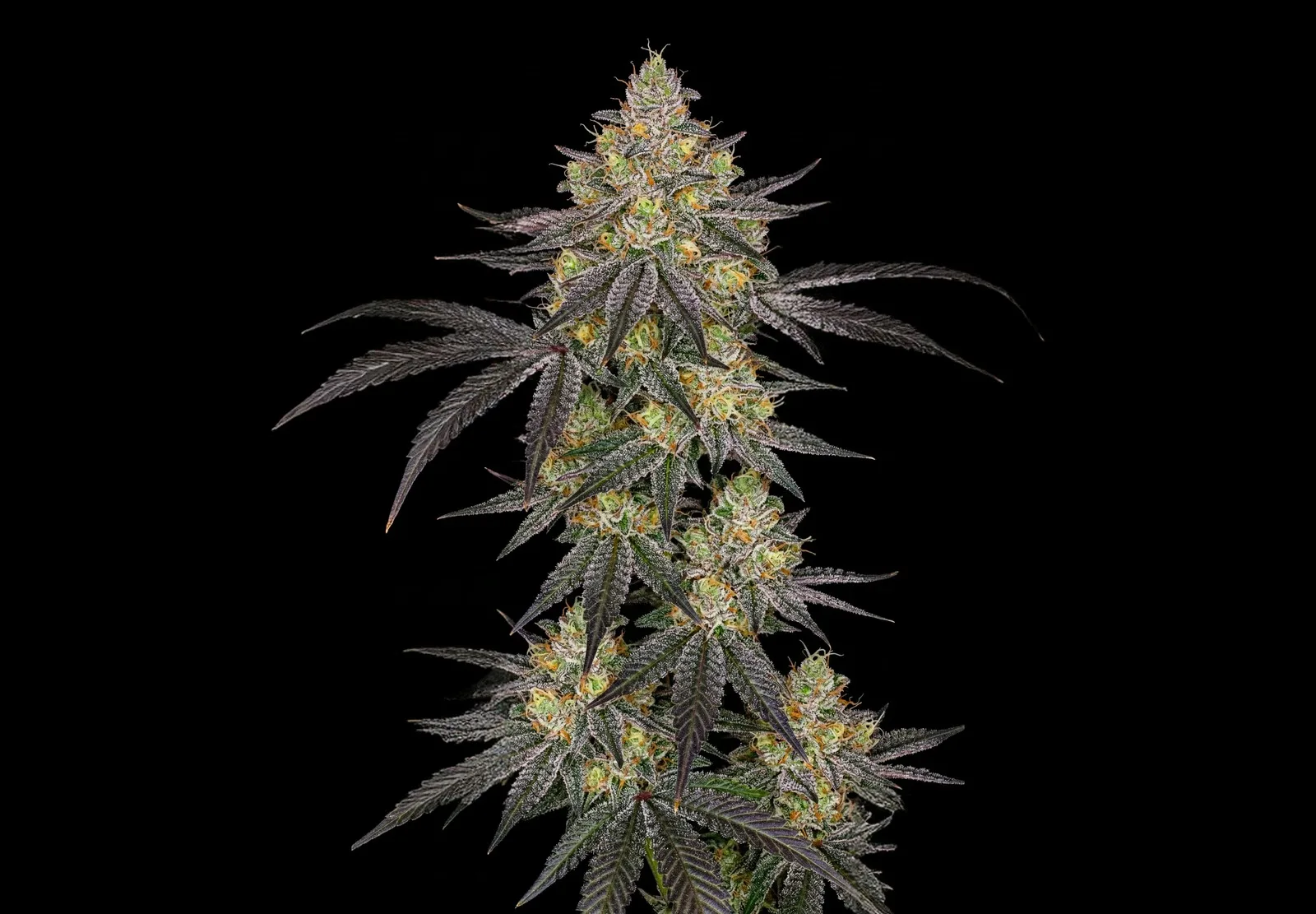 Wedding Cake Auto – Shottas Seeds Wedding Cake Auto – Shottas Seeds