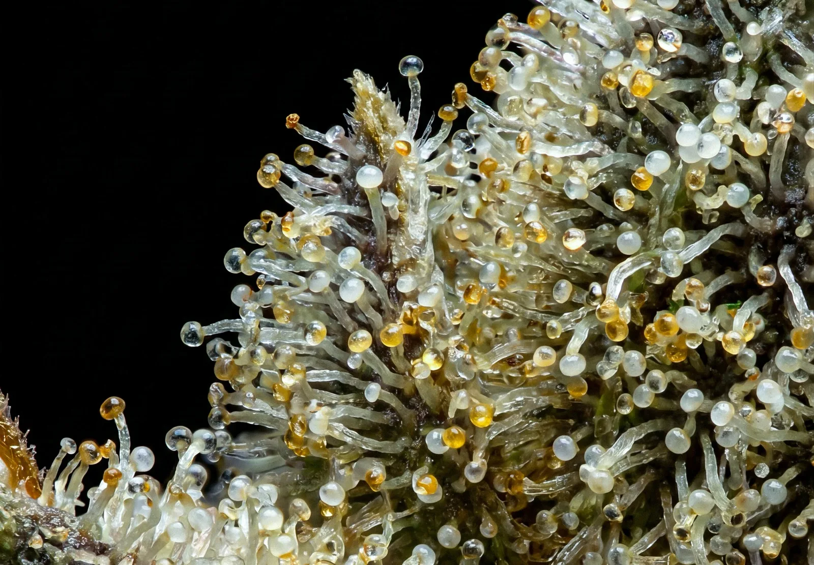 Wedding Cake Auto – Shottas Seeds Wedding Cake Auto – Shottas Seeds
