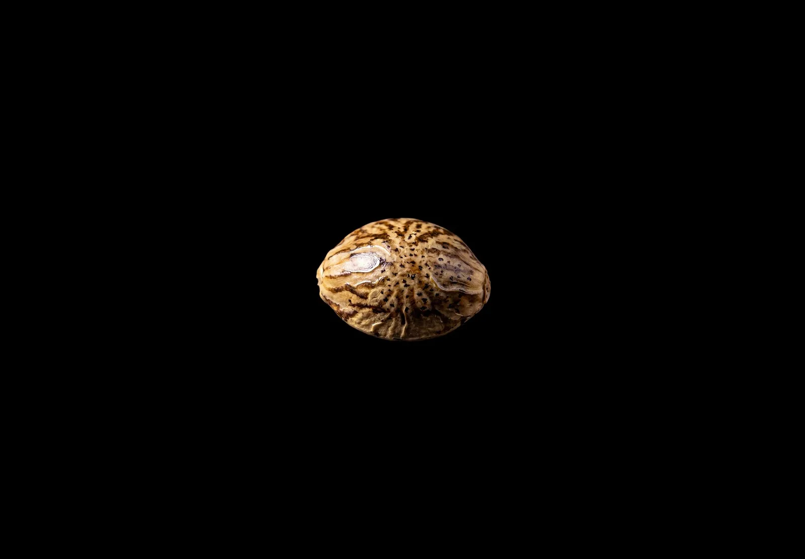 Wedding Cake Auto – Shottas Seeds Wedding Cake Auto – Shottas Seeds