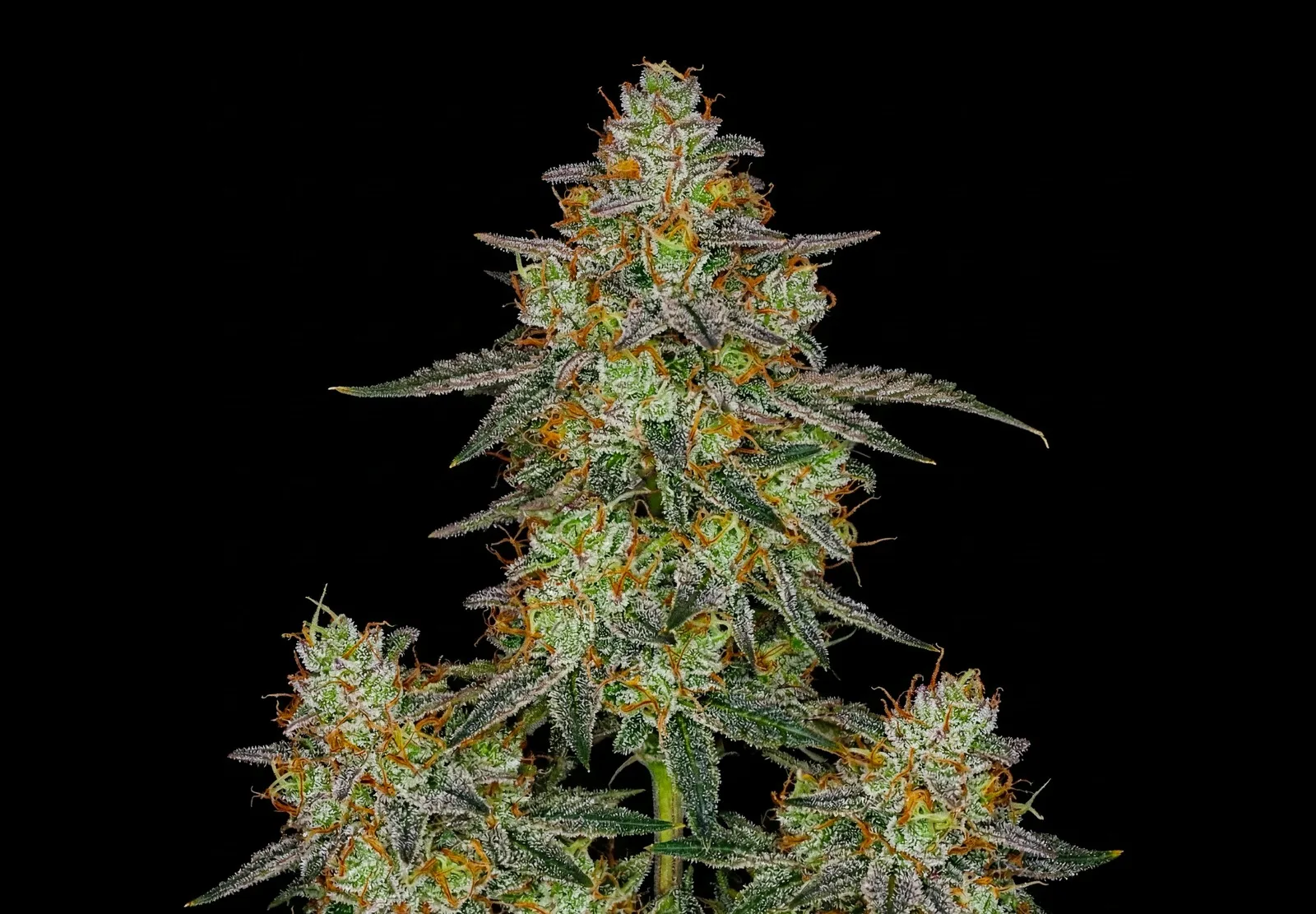 Wedding Cake – Shottas Seeds Wedding Cake – Shottas Seeds