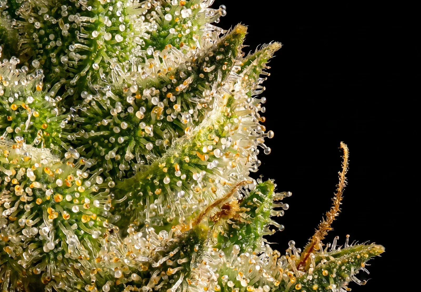 Wedding Cake – Shottas Seeds Wedding Cake – Shottas Seeds