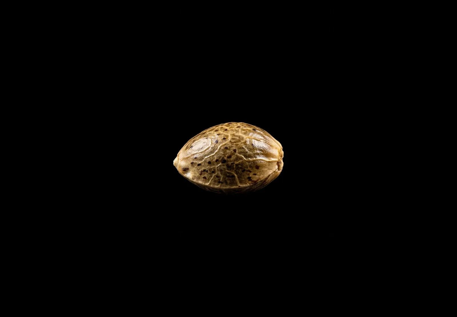 Wedding Cake – Shottas Seeds Wedding Cake – Shottas Seeds