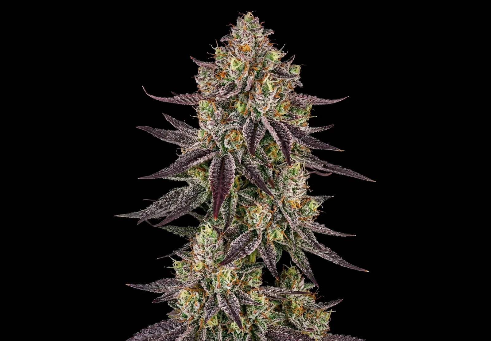 White Widow Auto – Shottas Seeds White Widow Auto – Shottas Seeds