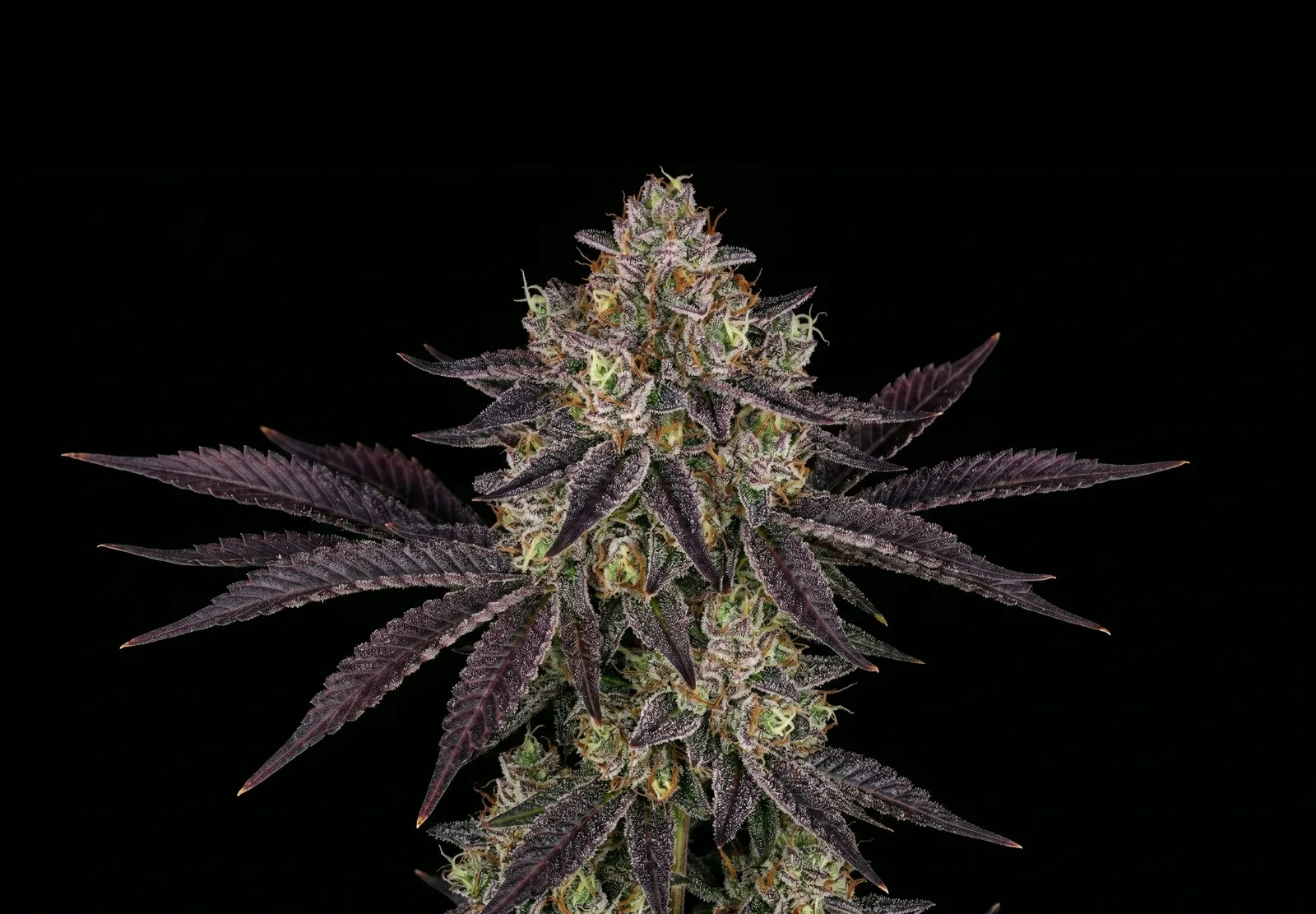 White Widow Auto – Shottas Seeds White Widow Auto – Shottas Seeds