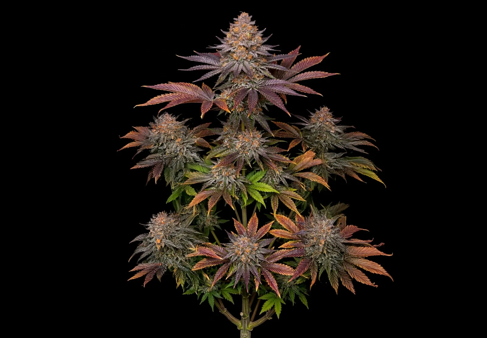 White Widow Auto – Shottas Seeds White Widow Auto – Shottas Seeds