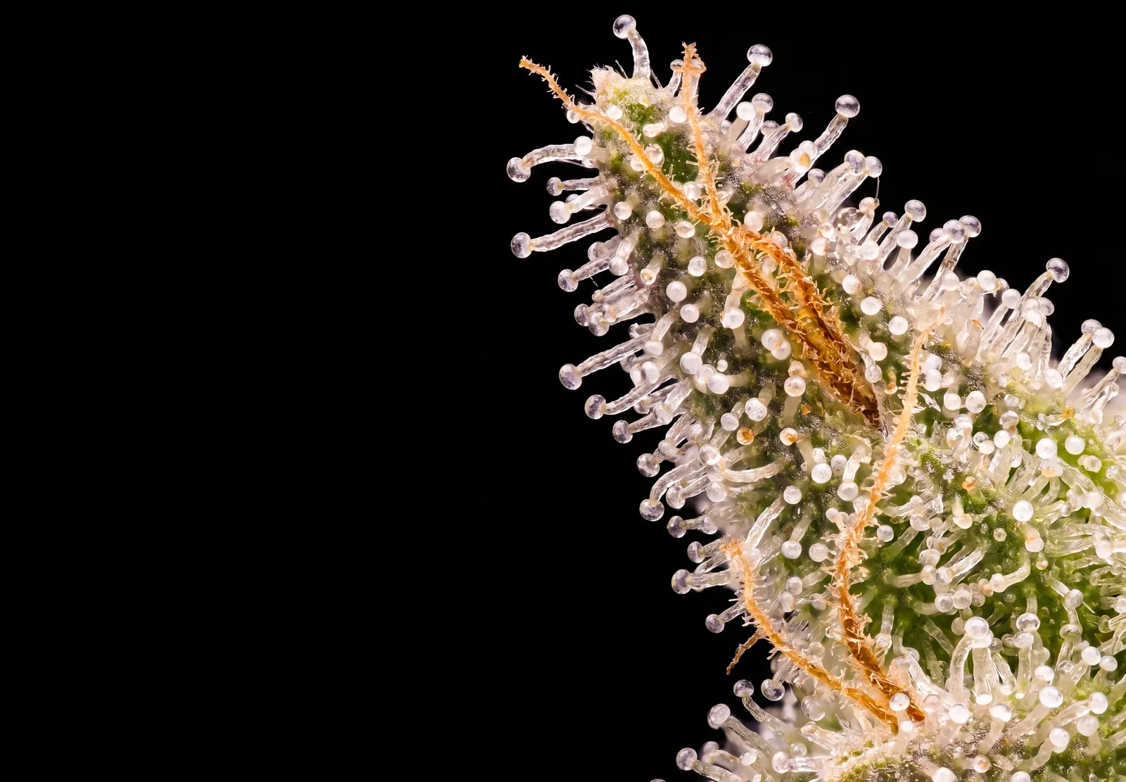 White Widow Auto – Shottas Seeds White Widow Auto – Shottas Seeds