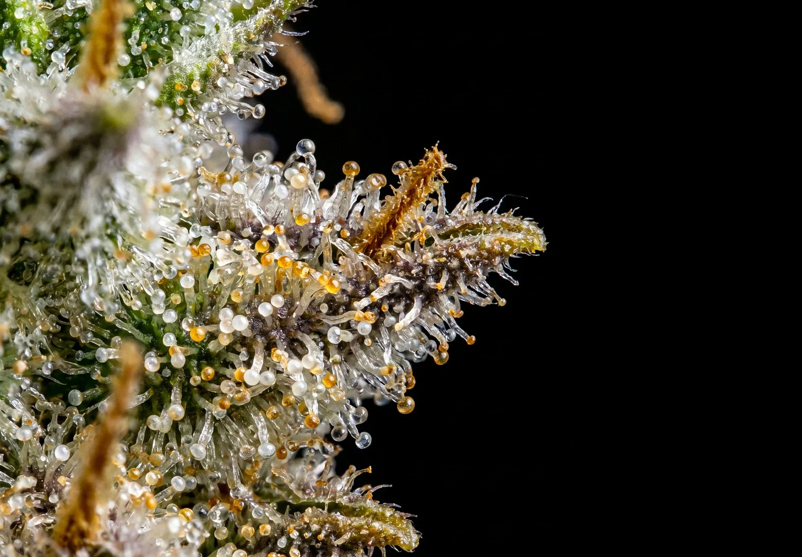 White Widow – Shottas Seeds White Widow – Shottas Seeds